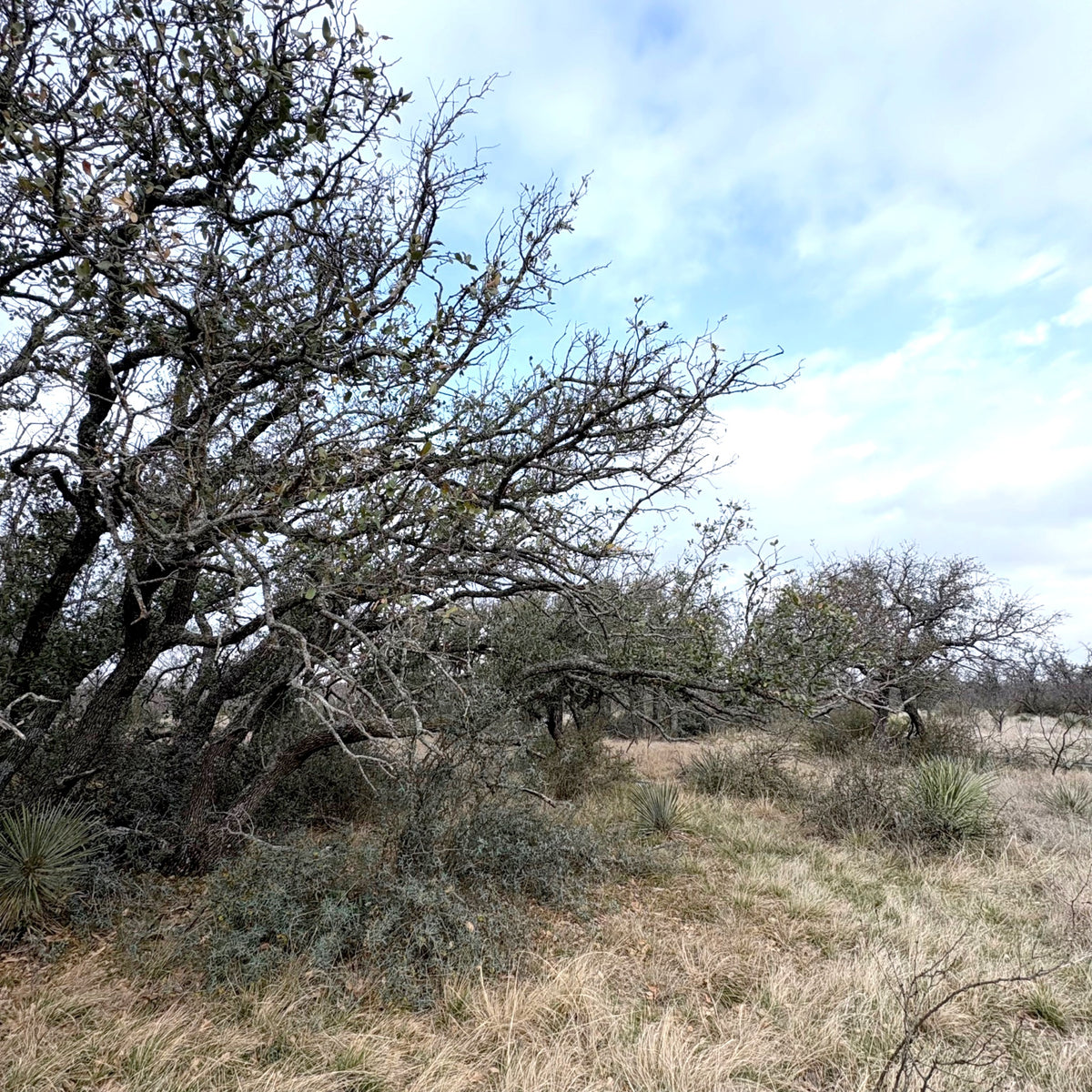 Shin Oak Ranch