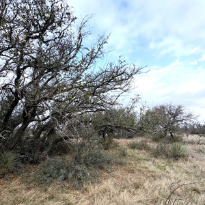 Shin Oak Ranch