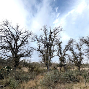 Shin Oak Ranch