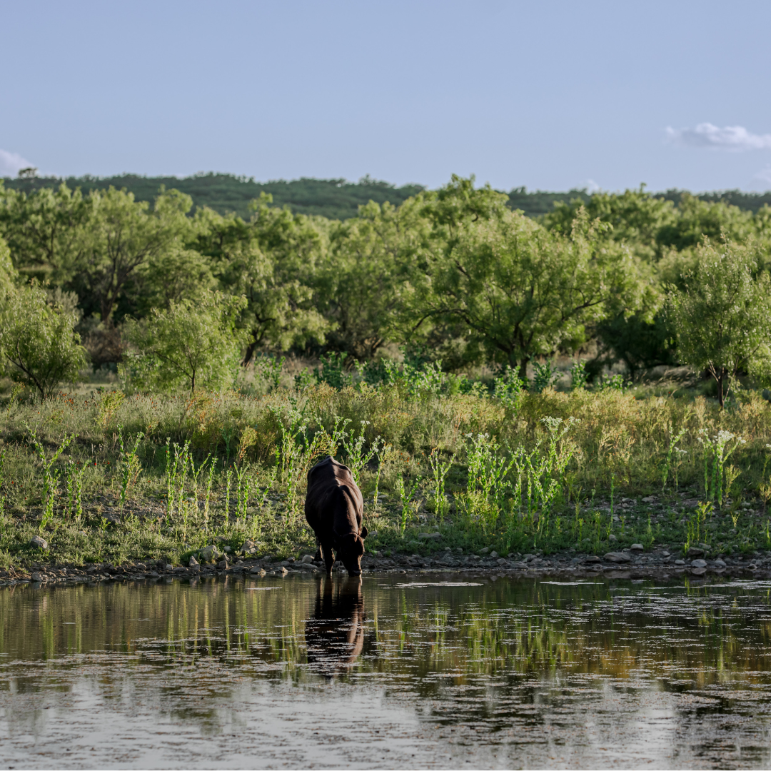 Livestock grazing on ELG Ranch | Scenic hunting and cattle ranch for sale near Eden, Texas by Jacoby Land Co.