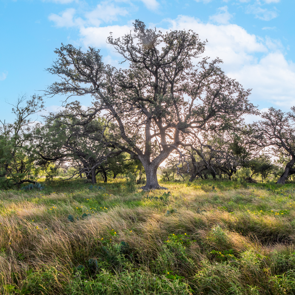 Mature Oak Tree at Sunset on Redden Ranch | 111-Acre Off-Grid Hunting Property for Sale in Central Texas | Jacoby Land Co
