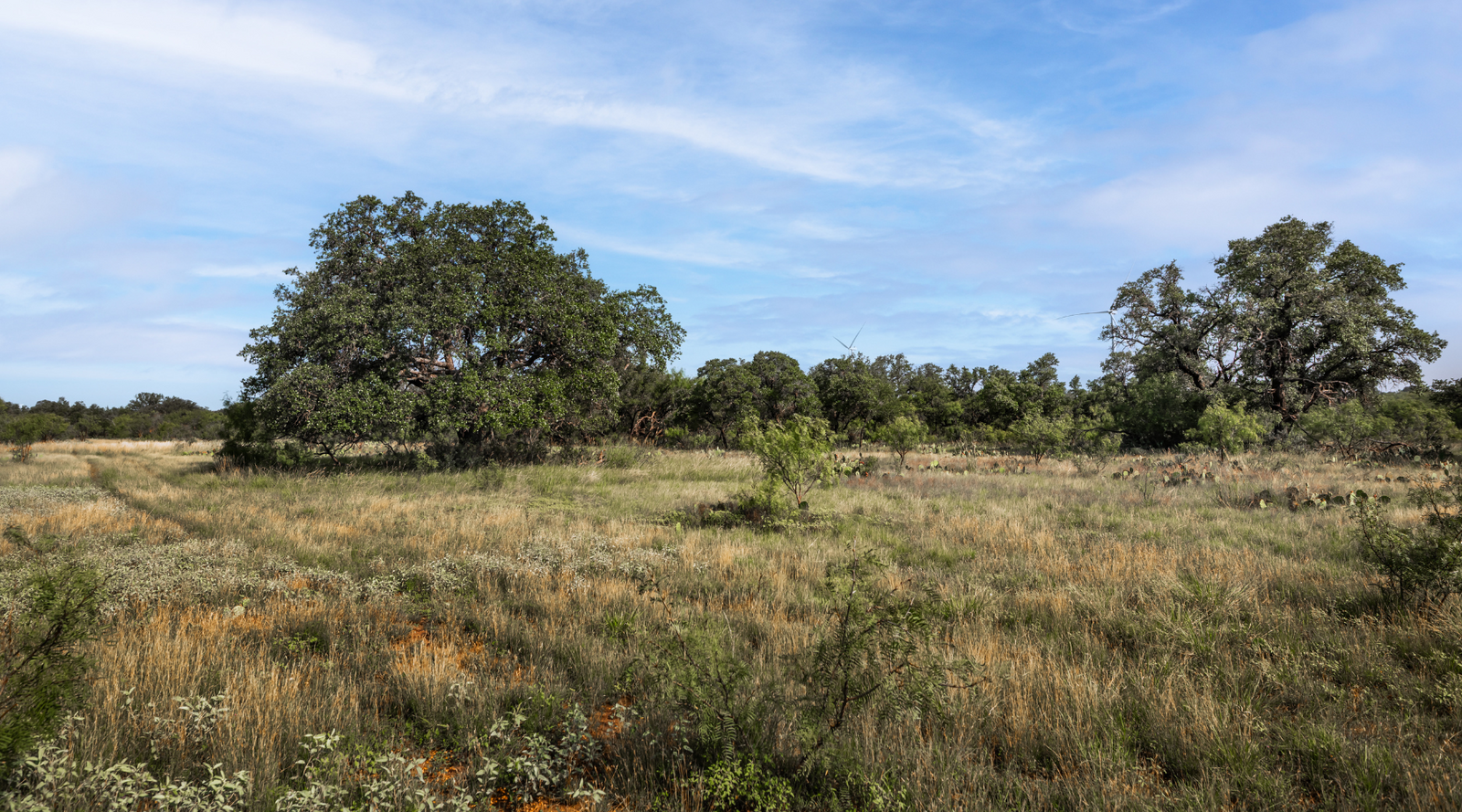 Oak Grove Ranch | 174-Acre Hunting Ranch for Sale in Central Texas | Jacoby Land Co