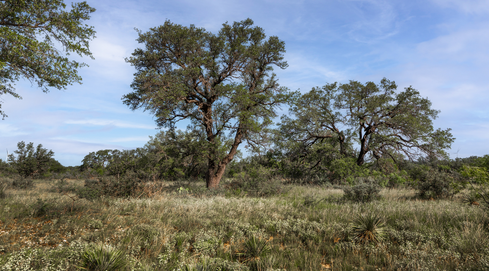 Oak Grove Ranch | 174-Acre Hunting Ranch for Sale in Central Texas | Jacoby Land Co