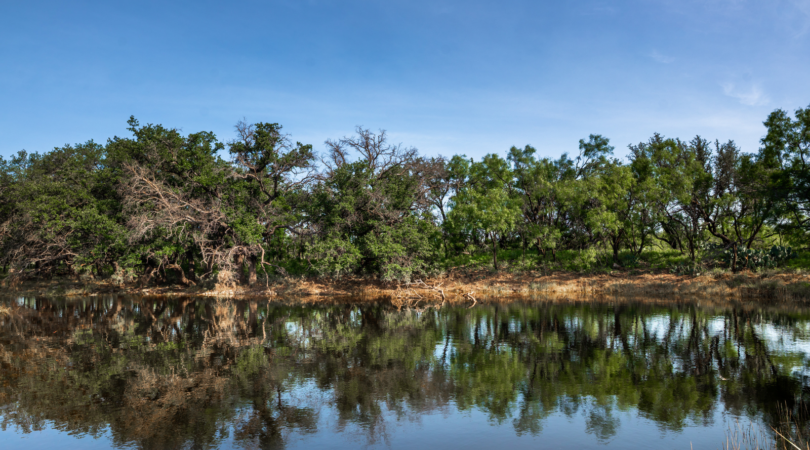 Oak Grove Ranch | 174-Acre Hunting Ranch for Sale in Central Texas | Jacoby Land Co