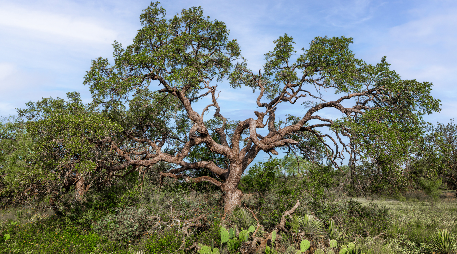 Oak Grove Ranch | 174-Acre Hunting Ranch for Sale in Central Texas | Jacoby Land Co