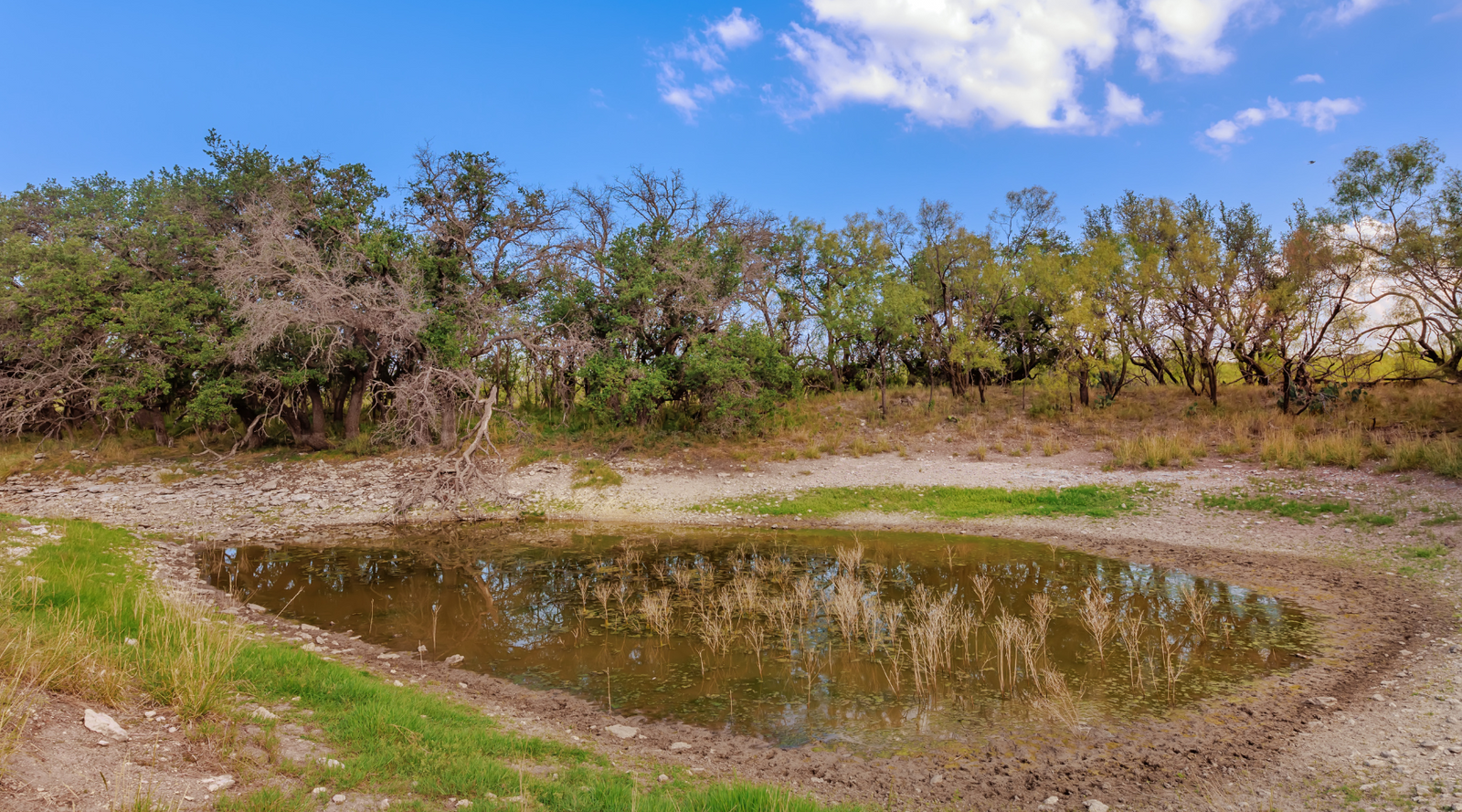 Oak Grove Ranch | 174-Acre Hunting Ranch for Sale in Central Texas | Jacoby Land Co