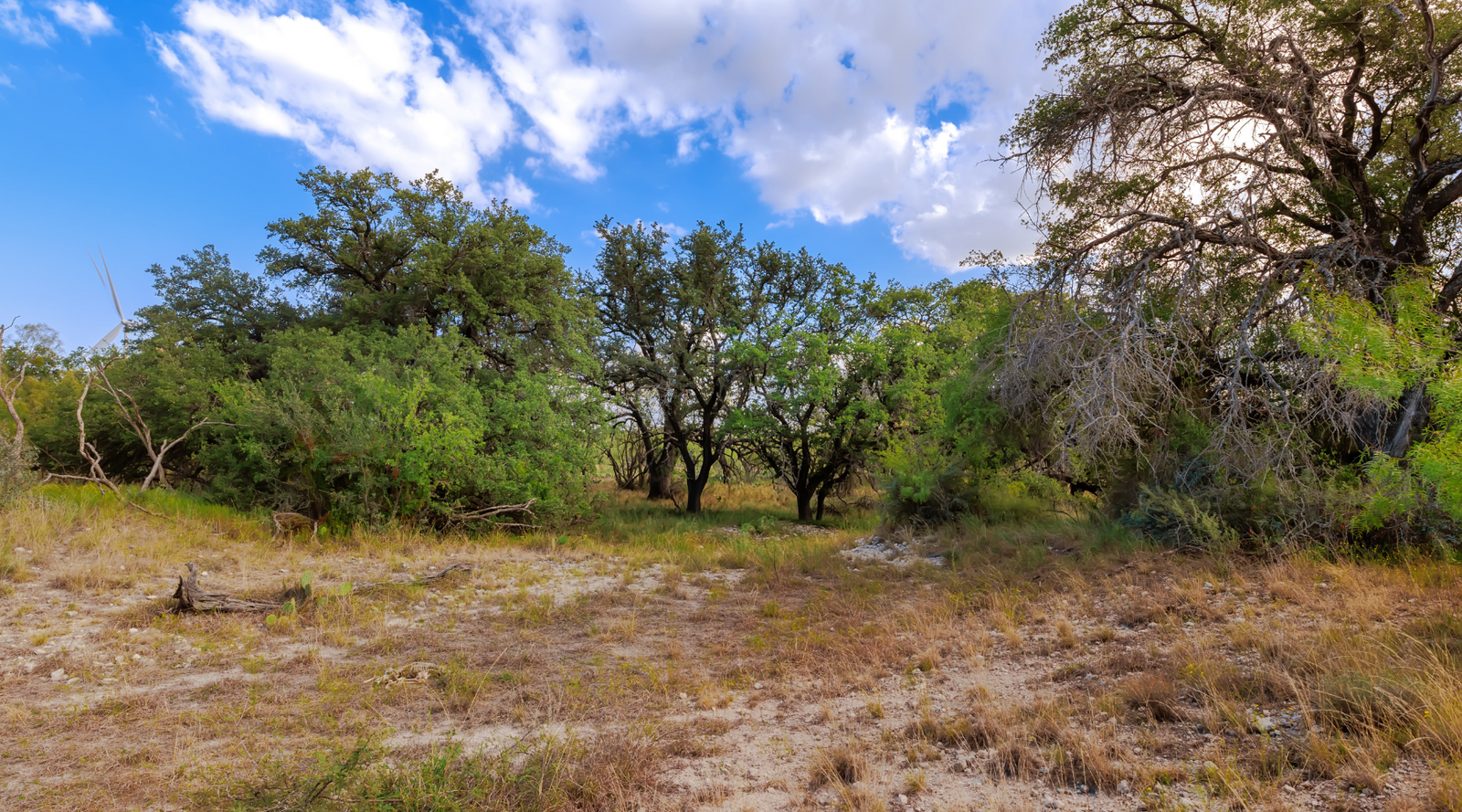 Oak Grove Ranch | 174-Acre Hunting Ranch for Sale in Central Texas | Jacoby Land Co