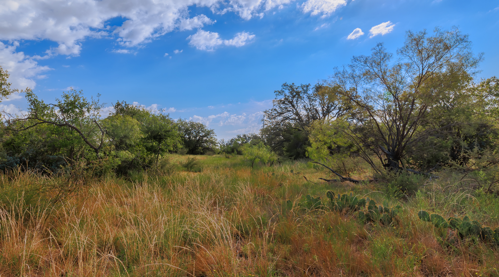 Oak Grove Ranch | 174-Acre Hunting Ranch for Sale in Central Texas | Jacoby Land Co