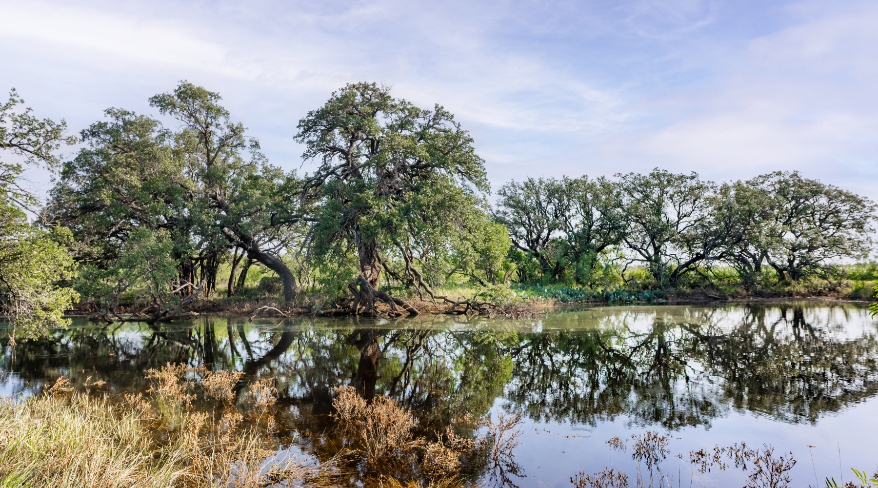 Oak Grove Ranch | 174-Acre Hunting Ranch for Sale in Central Texas | Jacoby Land Co
