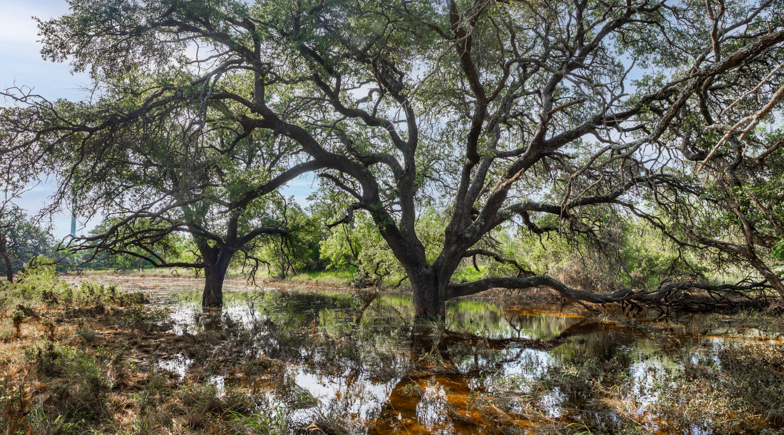 Oak Grove Ranch | 174-Acre Hunting Ranch for Sale in Central Texas | Jacoby Land Co