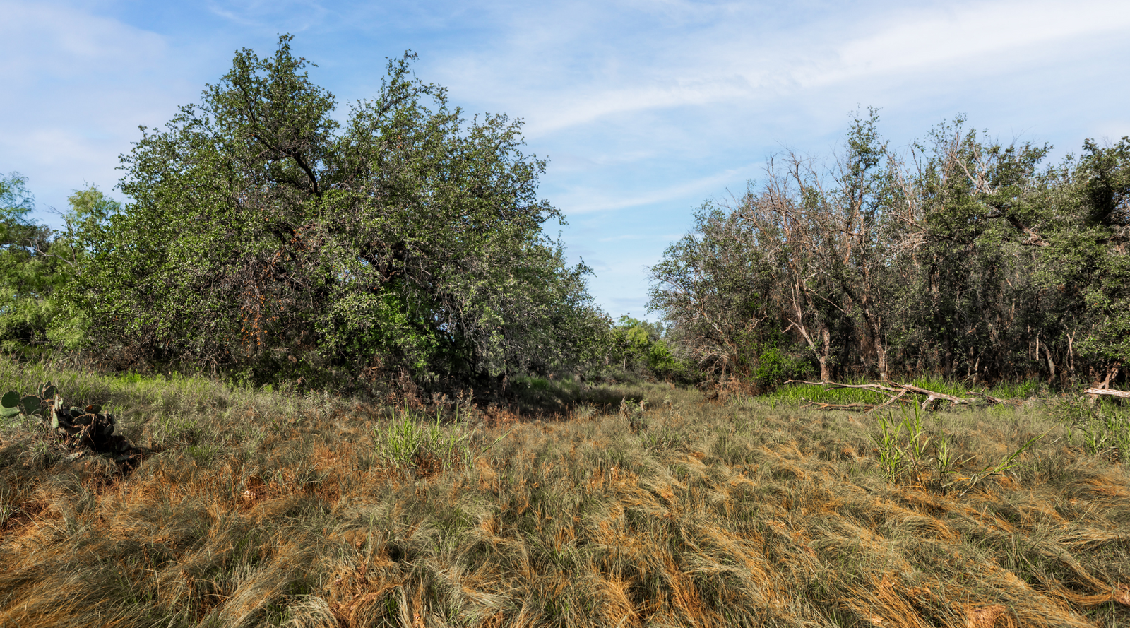 Oak Grove Ranch | 174-Acre Hunting Ranch for Sale in Central Texas | Jacoby Land Co