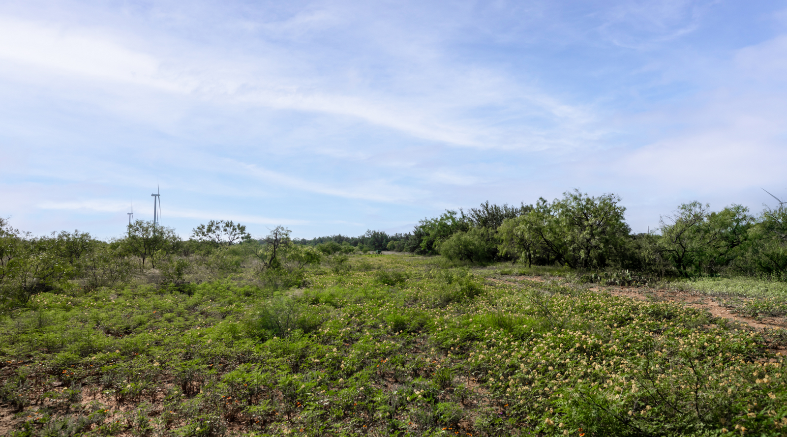 Oak Grove Ranch | 174-Acre Hunting Ranch for Sale in Central Texas | Jacoby Land Co