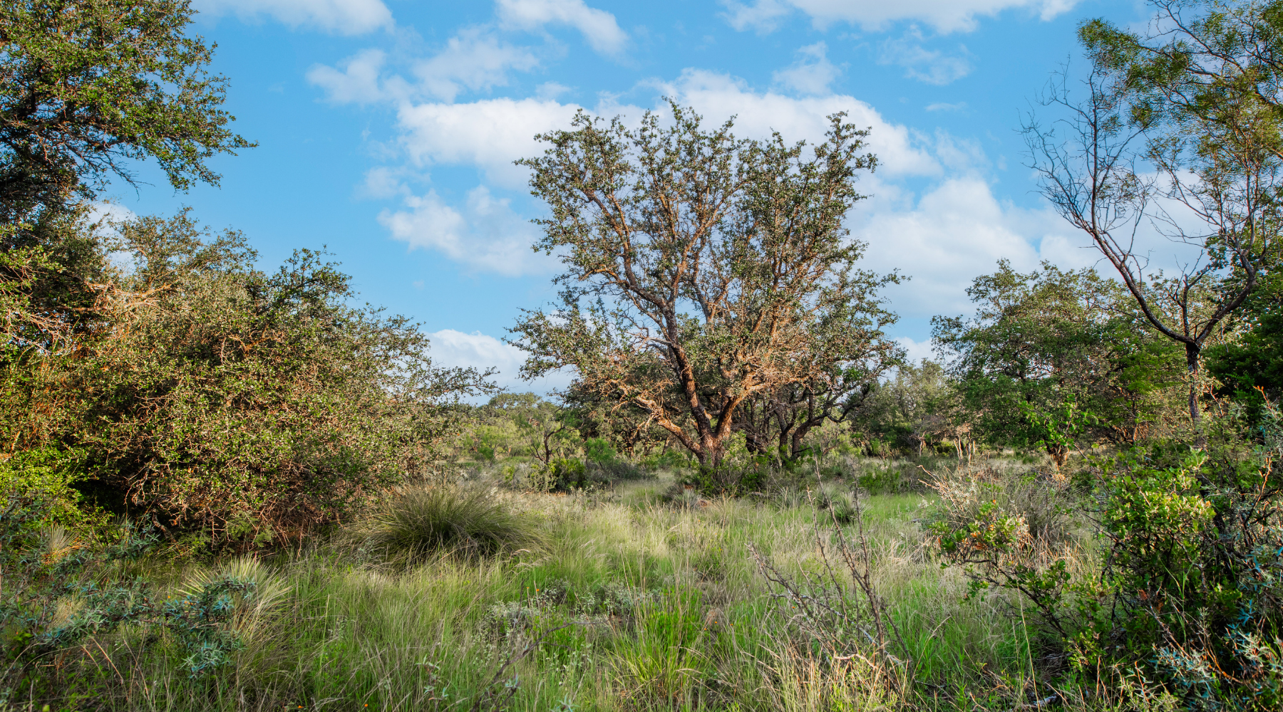 Redden Ranch | Oak-Covered 111-Acre Off-Grid Hunting Property for Sale Near Eden, Texas | Jacoby Land Co