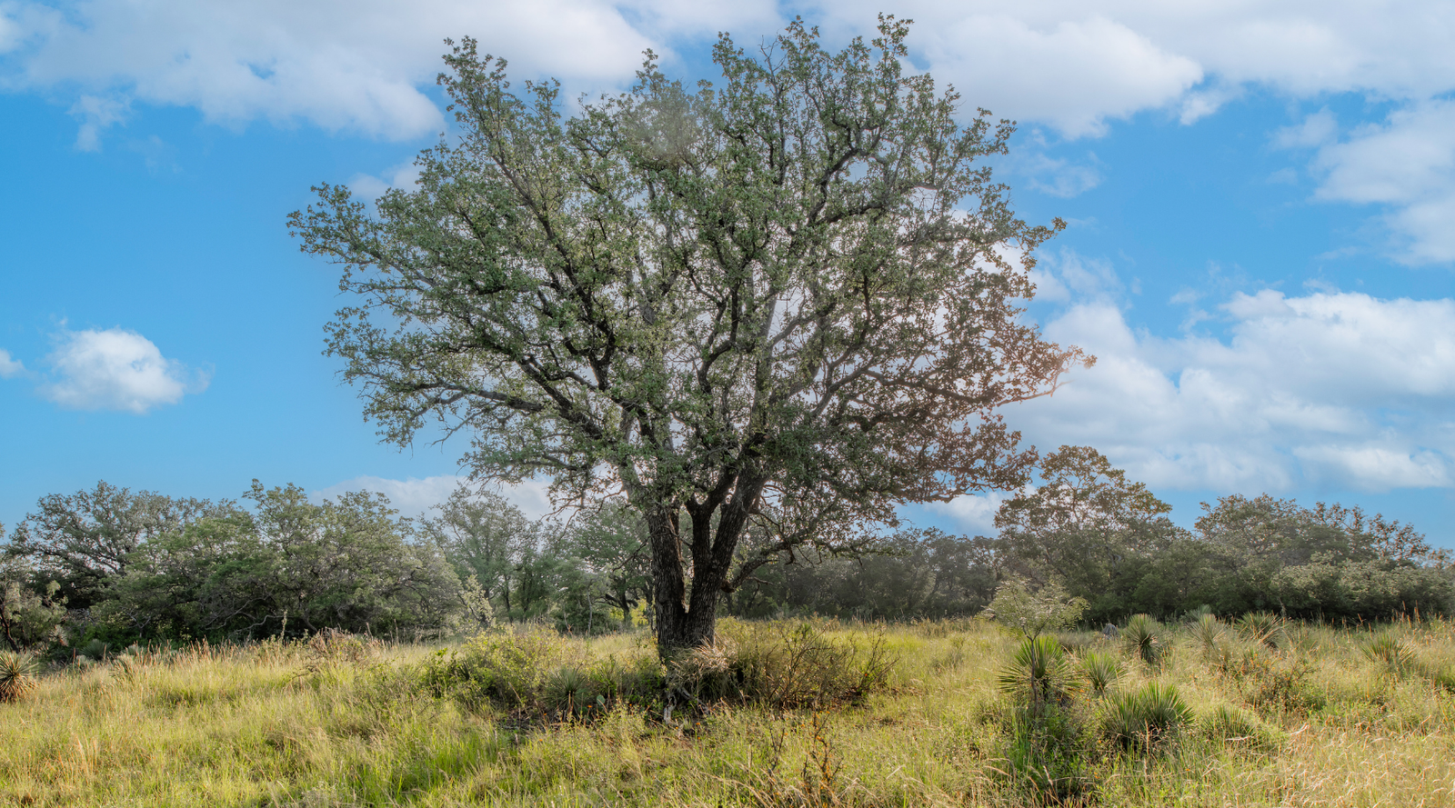 Redden Ranch | Oak-Covered 111-Acre Off-Grid Hunting Property for Sale Near Eden, Texas | Jacoby Land Co