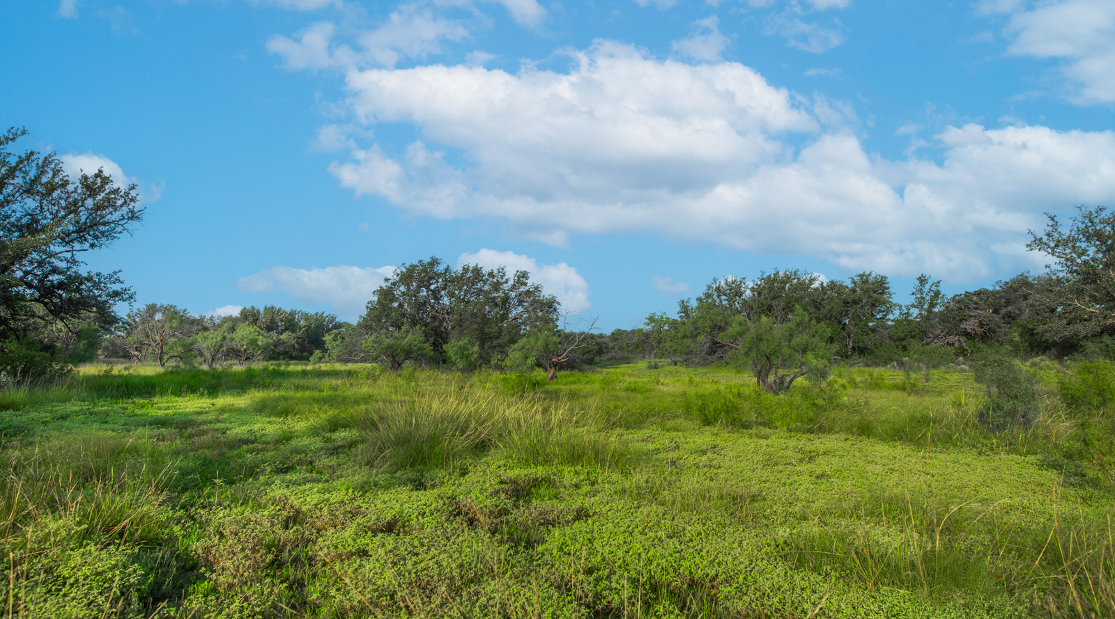 Redden Ranch | Oak-Covered 111-Acre Off-Grid Hunting Property for Sale Near Eden, Texas | Jacoby Land Co