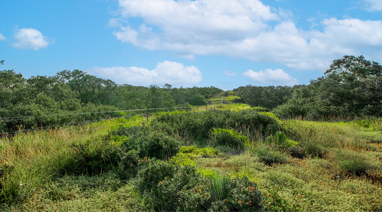 Redden Ranch | Oak-Covered 111-Acre Off-Grid Hunting Property for Sale Near Eden, Texas | Jacoby Land Co
