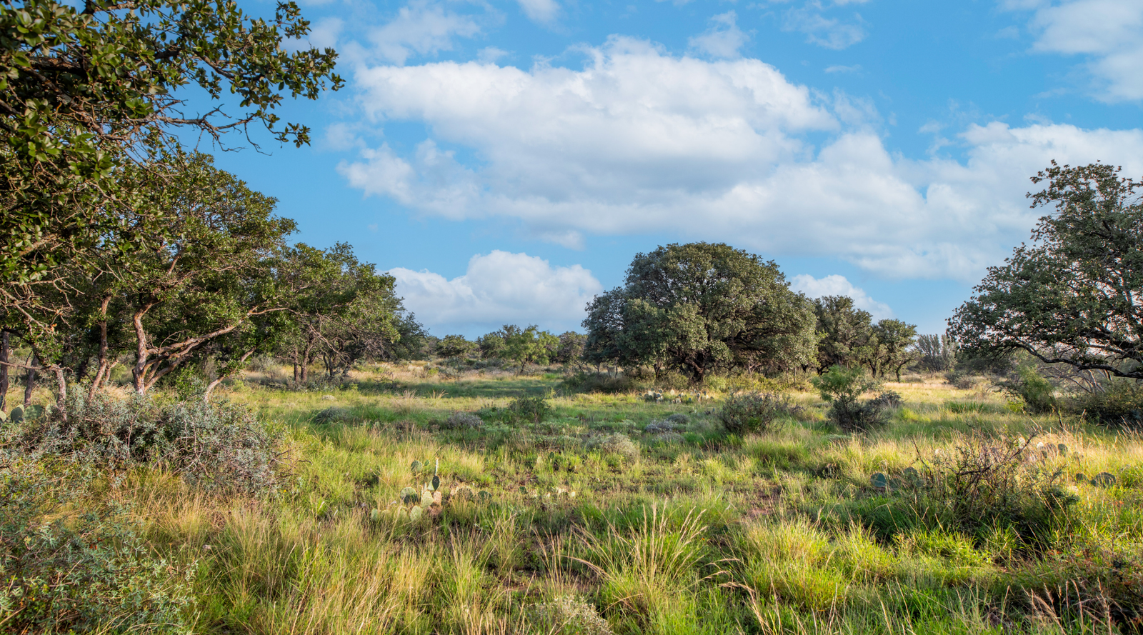 Redden Ranch | Oak-Covered 111-Acre Off-Grid Hunting Property for Sale Near Eden, Texas | Jacoby Land Co