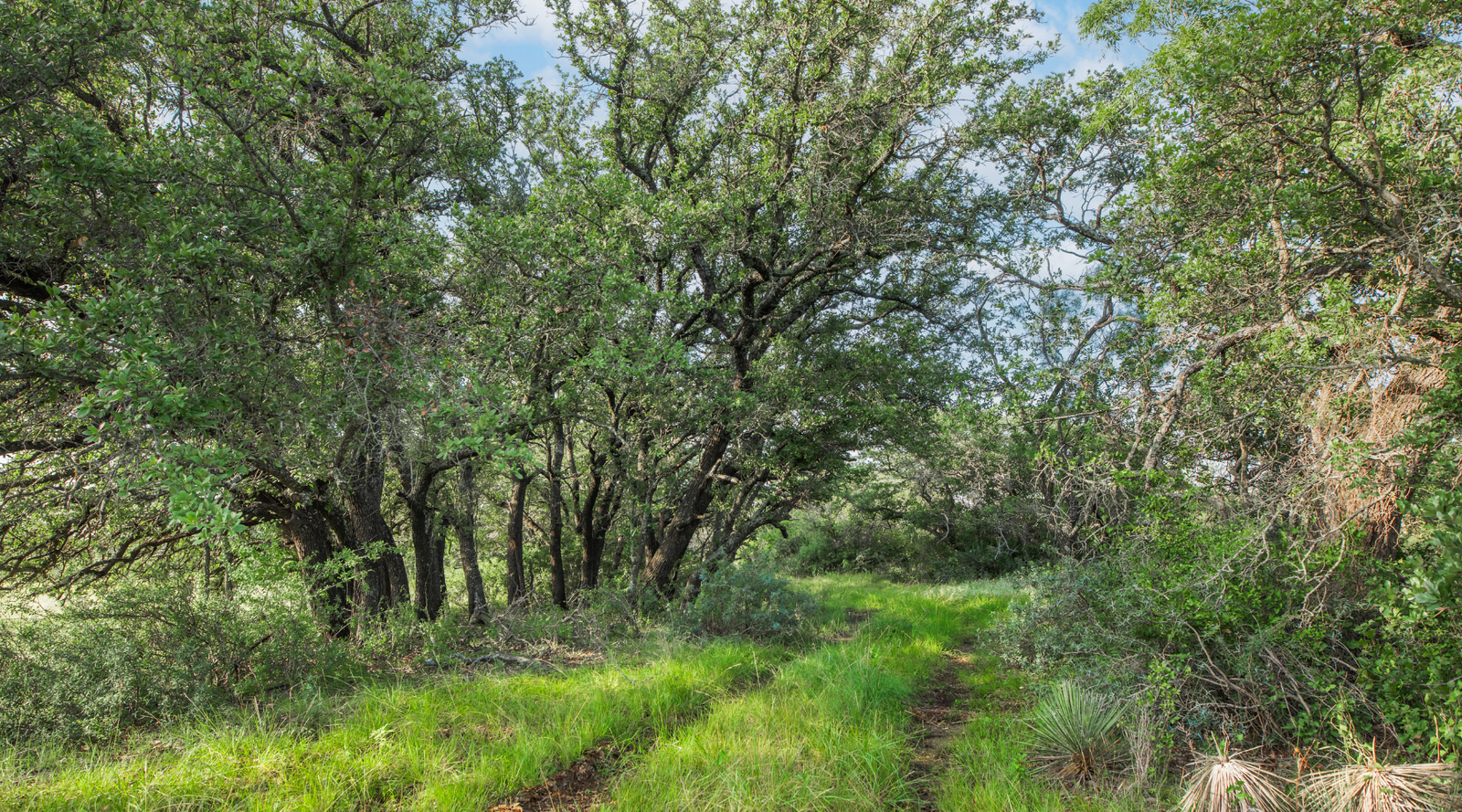 Redden Ranch | Oak-Covered 111-Acre Off-Grid Hunting Property for Sale Near Eden, Texas | Jacoby Land Co