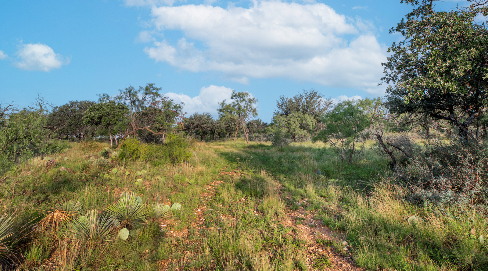 Redden Ranch | Oak-Covered 111-Acre Off-Grid Hunting Property for Sale Near Eden, Texas | Jacoby Land Co