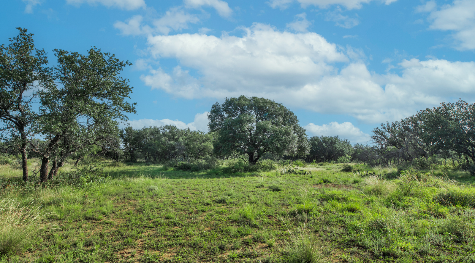Redden Ranch | Oak-Covered 111-Acre Off-Grid Hunting Property for Sale Near Eden, Texas | Jacoby Land Co