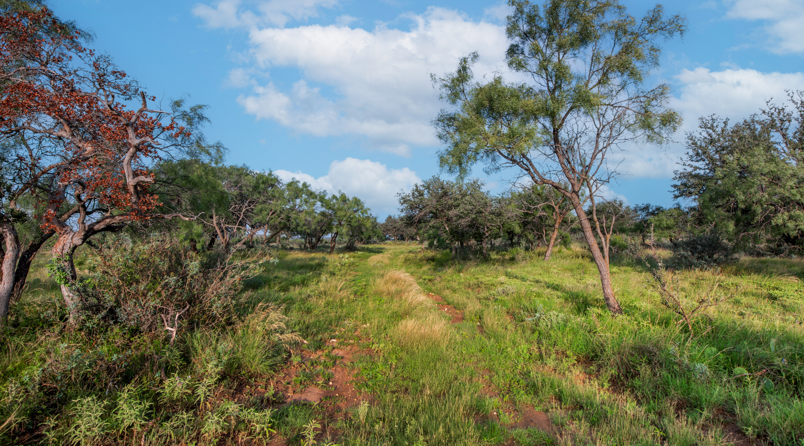 Redden Ranch | Oak-Covered 111-Acre Off-Grid Hunting Property for Sale Near Eden, Texas | Jacoby Land Co