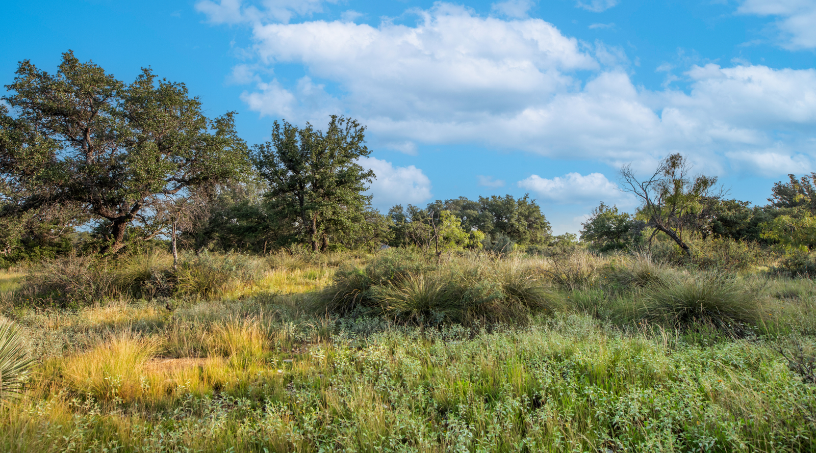 Redden Ranch | Oak-Covered 111-Acre Off-Grid Hunting Property for Sale Near Eden, Texas | Jacoby Land Co