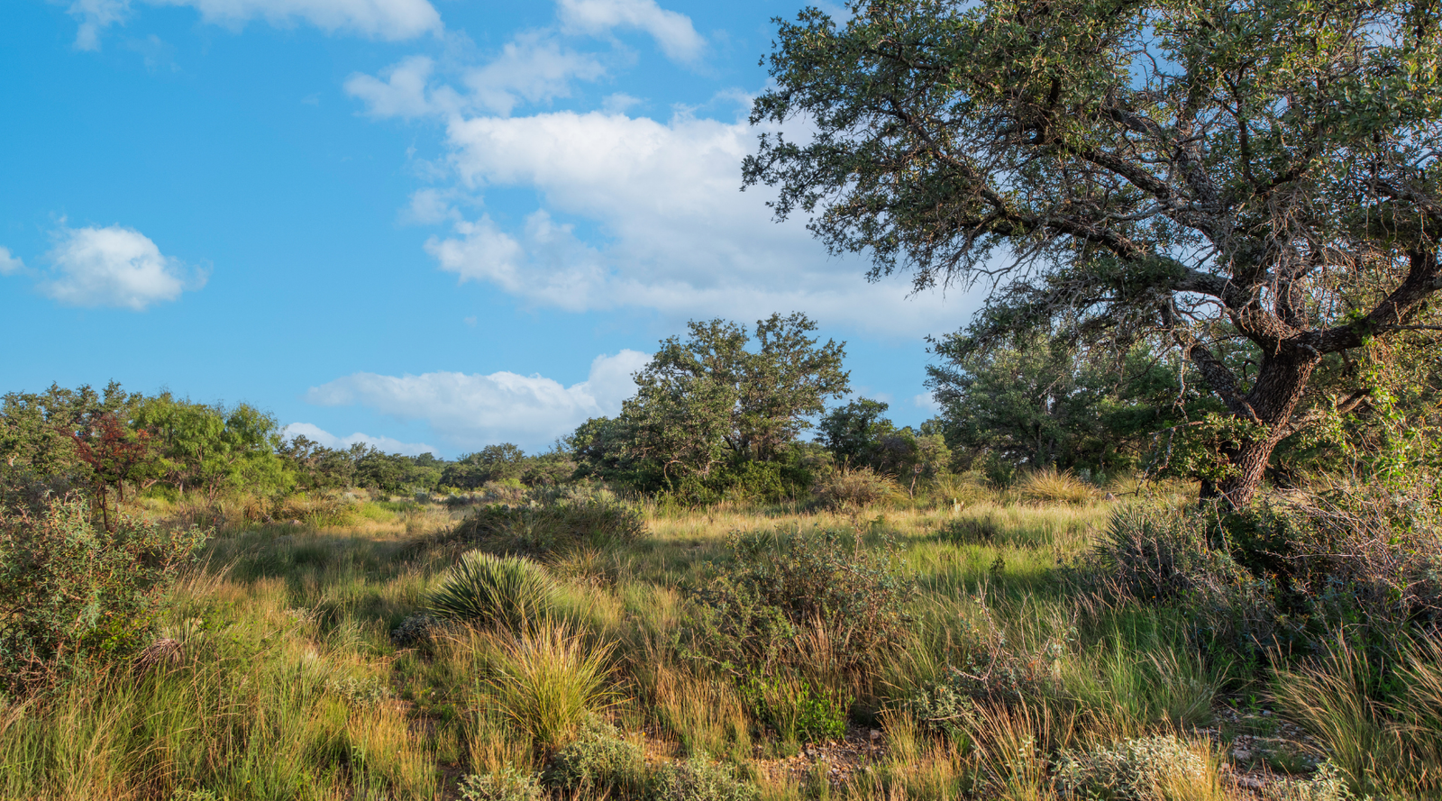 Redden Ranch | Oak-Covered 111-Acre Off-Grid Hunting Property for Sale Near Eden, Texas | Jacoby Land Co