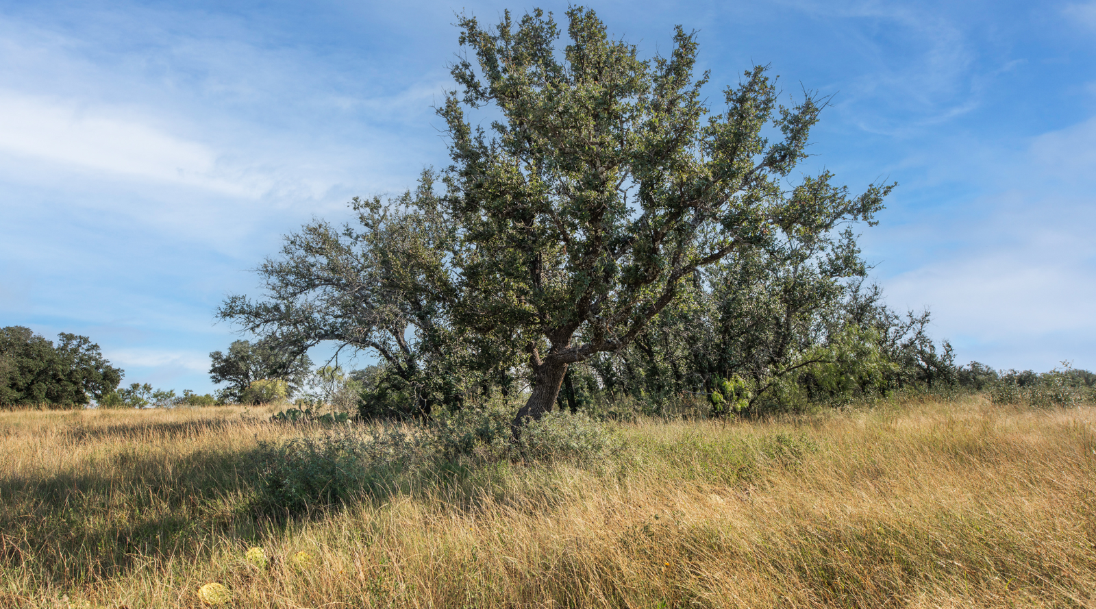 Shanks Ranch | 175-Acre Ranch for Sale in McCulloch County, Texas | Jacoby Land Co