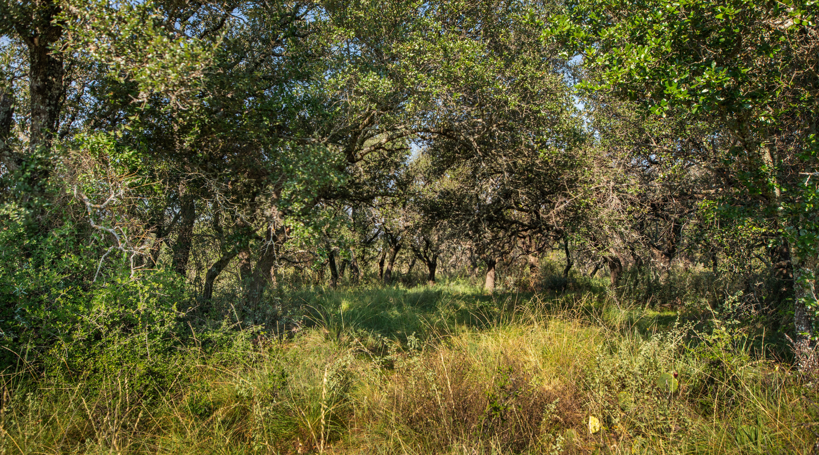 Shanks Ranch | 175-Acre Ranch for Sale in McCulloch County, Texas | Jacoby Land Co