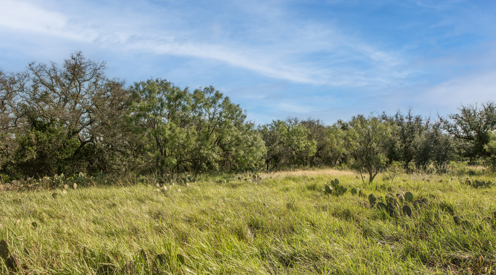 Shanks Ranch | 175-Acre Ranch for Sale in McCulloch County, Texas | Jacoby Land Co