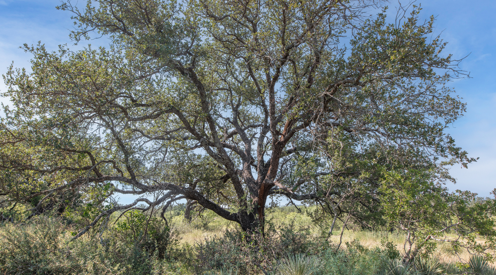 Shanks Ranch | 175-Acre Ranch for Sale in McCulloch County, Texas | Jacoby Land Co
