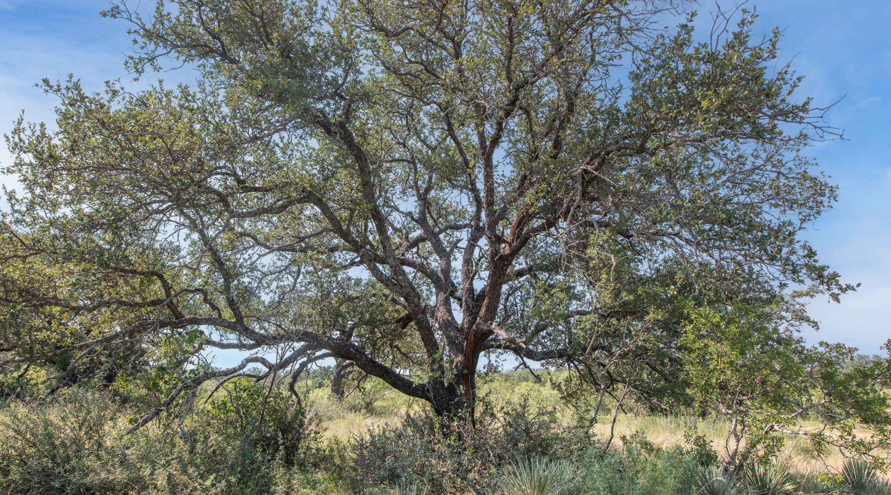Shanks Ranch | 175-Acre Ranch for Sale in McCulloch County, Texas | Jacoby Land Co