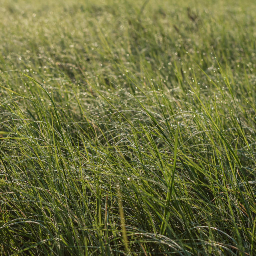 Smith Ranch for Sale in Central Texas | 138-Acre Agricultural & Livestock Ranch | Jacoby Land Co