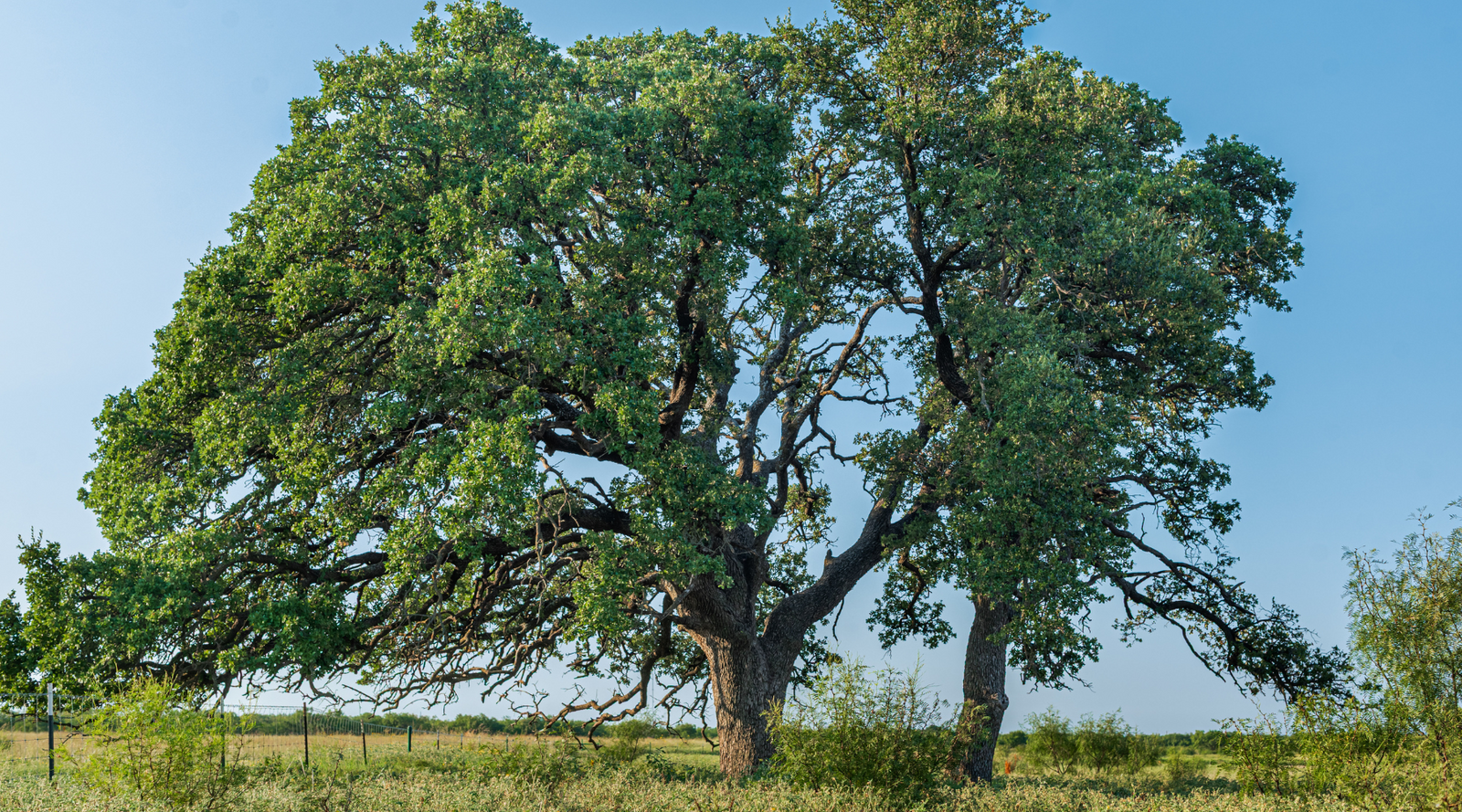 Smith Ranch | 138-Acre Ranch for Sale in McCulloch County, Texas | Jacoby Land Co