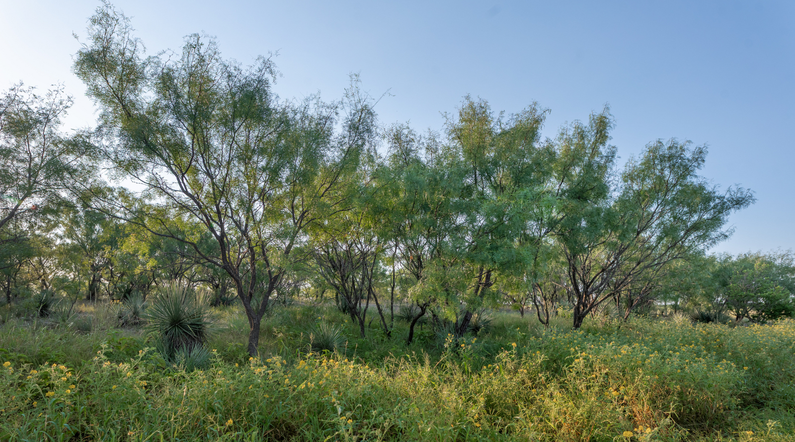 Smith Ranch | 138-Acre Ranch for Sale in McCulloch County, Texas | Jacoby Land Co