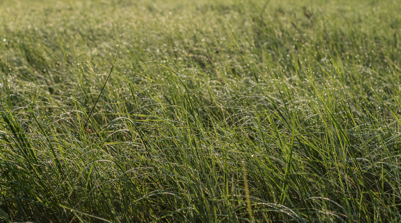 Smith Ranch | 138-Acre Ranch for Sale in McCulloch County, Texas | Jacoby Land Co