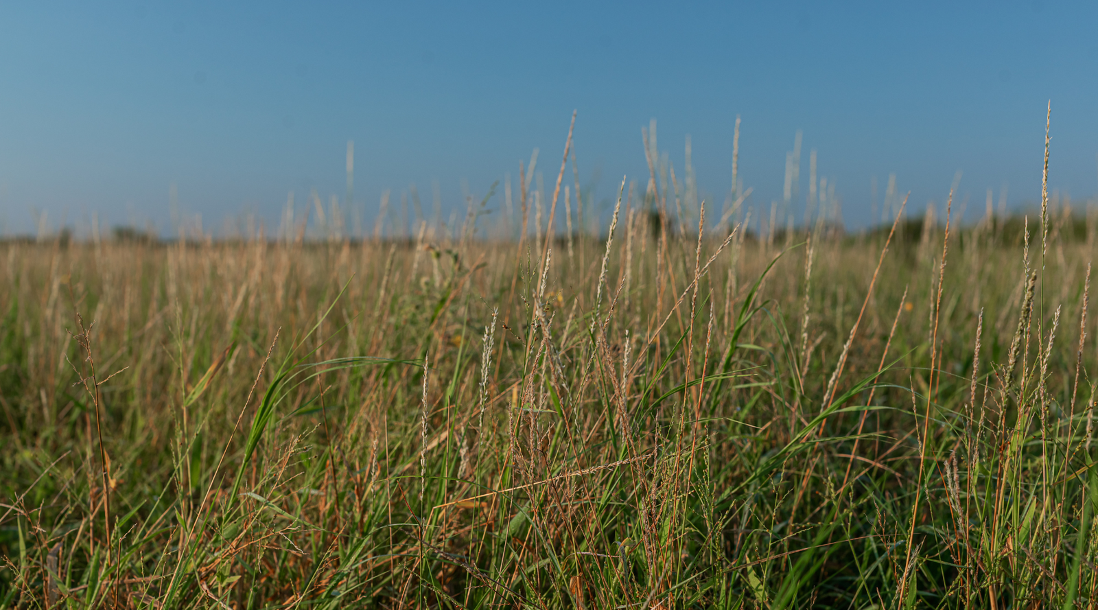 Smith Ranch | 138-Acre Ranch for Sale in McCulloch County, Texas | Jacoby Land Co