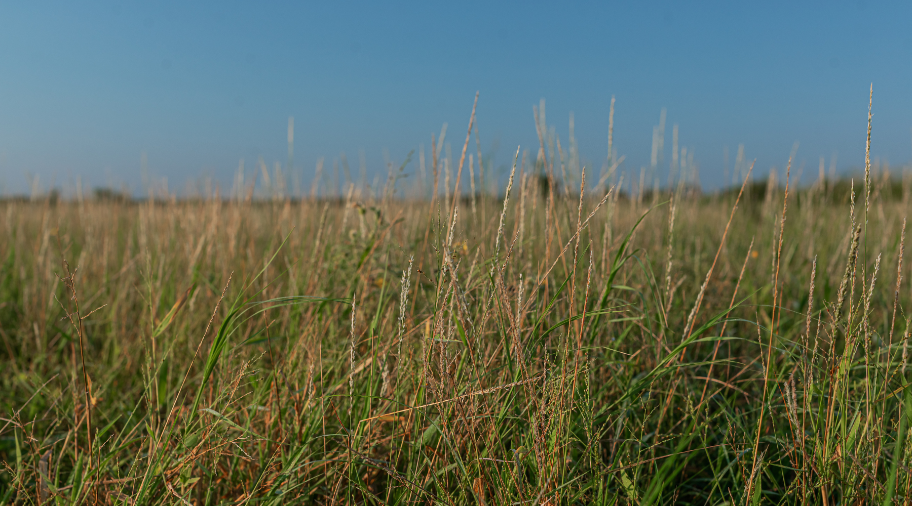 Smith Ranch | 138-Acre Ranch for Sale in McCulloch County, Texas | Jacoby Land Co