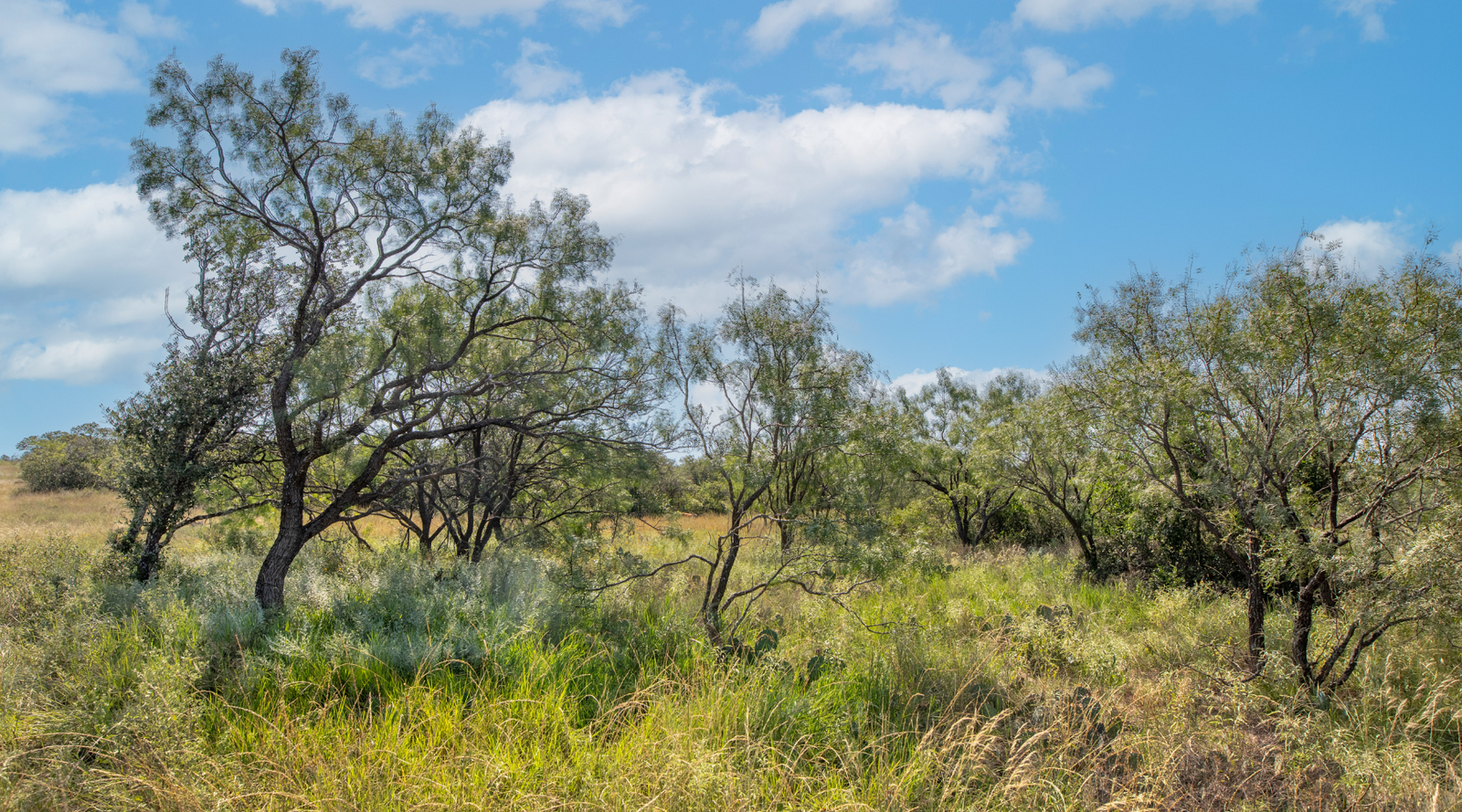Sunset Ranch | 25-Acre Ranch for Sale in McCulloch County, Texas | Jacoby Land Co