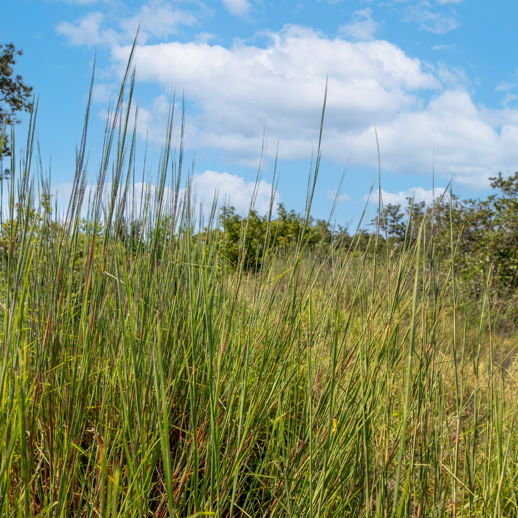 Sunset Ranch | 25-Acre McCulloch County Ranch for Sale in Central Texas | Wildlife & Heritage Land