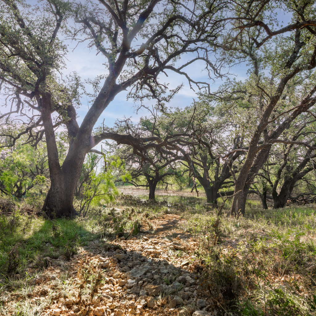 Oak Grove Ranch | 174-Acre Hunting Ranch for Sale in Central Texas | Jacoby Land Co